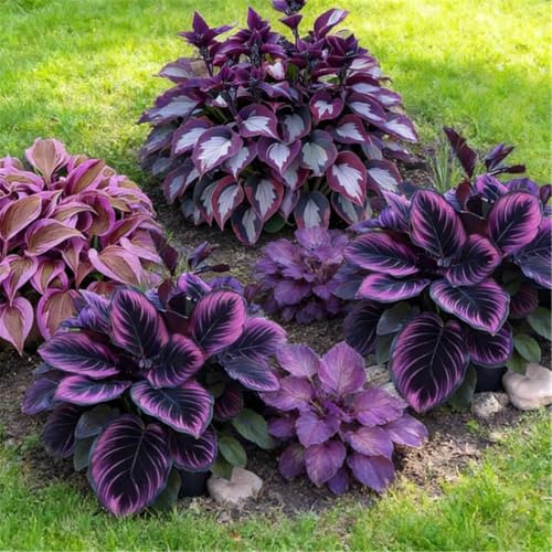 Funkien (Hosta) wurzelnackt – verschiedene Sorten – schattenverträglich – geeignet für Kübel und zur Bepflanzung von Beeträndern-4 PCS-Florenzo