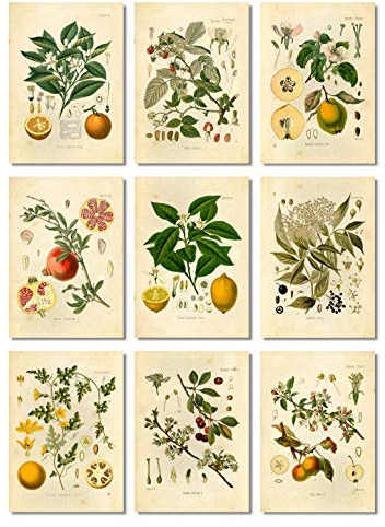 Ink Inc. Wandkunst, Motiv: Obst, botanische Drucke, Vintage, Zitrone, Apfel, Orange, Granatapfel, Kirsche, Holunderbeere, Himbeere, Quitte Colocynth, 9 Stück, 12,7 x 18,8 cm, ungerahmt