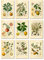 Ink Inc. Wandkunst, Motiv: Obst, botanische Drucke, Vintage, Zitrone, Apfel, Orange, Granatapfel, Kirsche, Holunderbeere, Himbeere, Quitte Colocynth, 9 Stück, 12,7 x 18,8 cm, ungerahmt