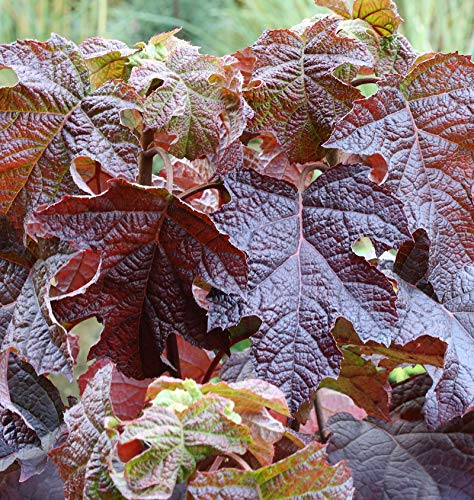 Eichenblättrige Hortensie Ruby Slippers 30-40cm - Hydrangea quercifolia