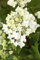 Hydrangea paniculata 'Vanille Fraise' Rispenhortensie, 80-100cm, C6,5 Topf, Blüten rosa-weiß, winterhart