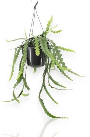 Gardenaria Epiphyllum Anthonyanus Pianta da Interno Ornamentale, Cactus Orchidea con Foglie Seghettate e Fioriture Rosse, Vaso 15 cm, 40 cm
