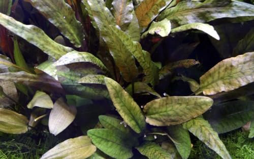 AquaOne Aquarium Pflanze Cryptocoryne wendtii I Wasserpflanze Aquariumpflanze Rosette voll durchwurzelt einfach pflegeleicht Aquascaping Dekoration