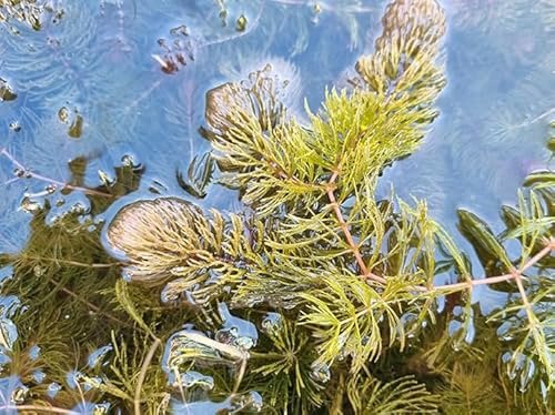 Geosism & Nature Ceratophyllum demersum, pianta acquatica Galleggiante ossigenante per laghetto