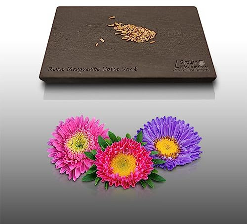 100 graines de Fleurs à semer - Le Grenier d'Abondance - REINE MARGUERITE Naine - Callistephus chinensis