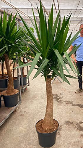 POWERS TO FLOWERS - YUCCA MAYA A TRONCO UNICO, ALTEZZA 180CM, VASO 35CM DIAMETRO, TRONCO A ZAMPA D'ELEFANTE, Tronchetto della felicità, pianta vera