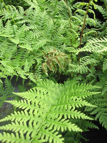 Wald-Frauenfarn Rotstiel - Athyrium filix-femina - 30-40cm