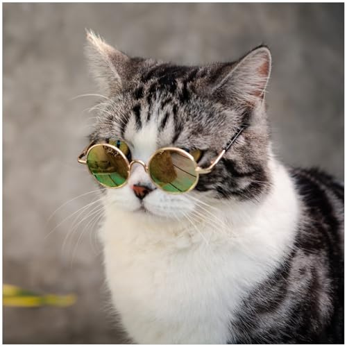 Wallario Memoboard aus Glas mit Motiv, Magnet-Tafel in 50 x 50 cm in Premium Qualität Katze mit Stil