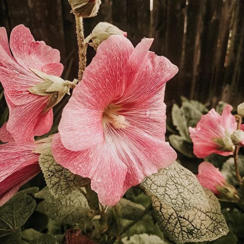 Malve Samen Malve Pflanze MehrjäHrig Winterhart Rosa Malven Saatgut Blumensamen Gastgeschenk Balkonblumen Winterharte Pflanzen FüR Garten Wildblumensamen Blumenwiese Geschenk 200 Seeds