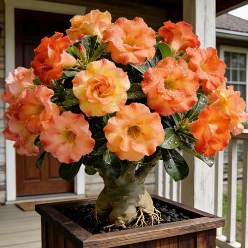 Rosa del deserto, resistente, perenne - Giardini e balconi, decorazione, giardini-2bulbi-F