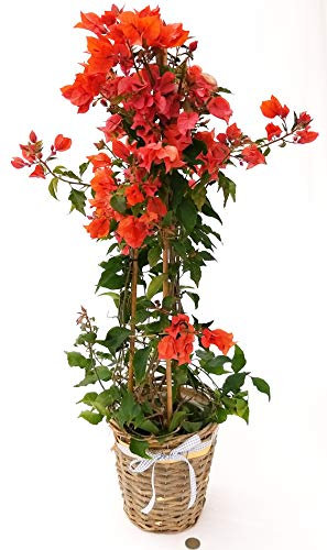 POWERS TO FLOWERS - BOUGANVILLE ROSSA IN CESTO VIMINI, pianta vera