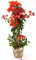 POWERS TO FLOWERS - BOUGANVILLE ROSSA IN CESTO VIMINI, pianta vera