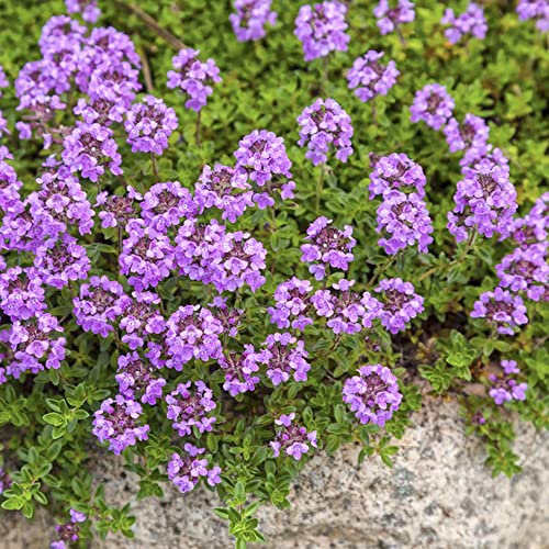 Timo Serpillo Semi,Thymus Serpyllum, Piante Rare Erbe Aromatiche Piante Da Balcone Semi Rari Decorazioni Giardino Per Esterno 400 Pezzi