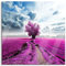 Pixxprint Glasbild, Wandbild auf Echtglas, Pinkes Feld mit pinkem Baum, 80x80 cm, inkl. Aufhängung und Abstandshalter