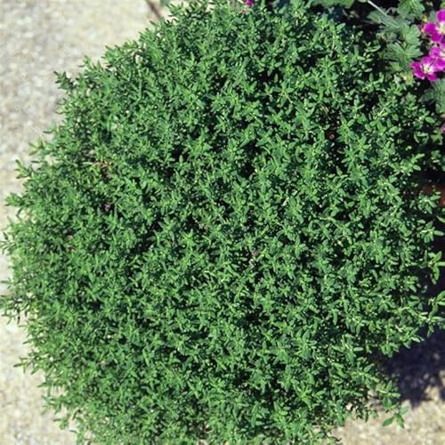 Thyme Common - (Thymus vulgaris) Evergreen herb Plant Aromatic Leaves Pink-Mauve Flowers Summer Loved by Bees Ground Cover by Park Farm Plants (1 x 9cm Pot)