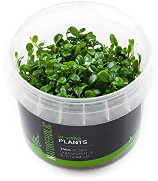 Australisches Zungenblatt/Glossostigma elatinoides - NatureHolic In-Vitro Aquarium Pflanze