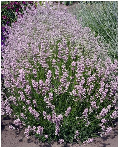 Stauden Gänge 50 x Lavandula angustifolia 'Rosea' Echter Lavendel | Immergrüne Staude für Sonne, Blüte Juli bis August, mehrjährig, 9x9 cm Topf