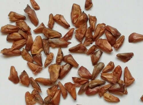 SAMEN Pinow-Tannenarten der Gattung Tannen - Tannenzapfen - Wint