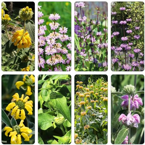 brandkraut - frühlingsblumen wildblumensamen mehrjährig winterhart heilkräuter winterharte stauden mehrjährig kräutersamen pflanzensamen zimmerpflanzen balkon deko mehrjährige 25samen