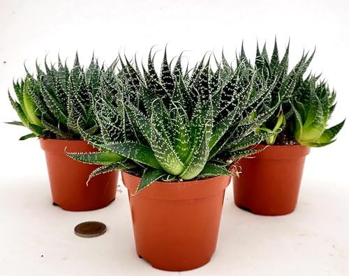 POWERS TO FLOWERS - ALOE ARISTATA, VASO 11CM DIAMETRO,3 PIANTE, piante vere