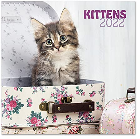 Grupo Erik Chantrenne Katzen Kalender 2022 Wandkalender 2022 Groß für 16 Monate, CP22001, Weiß Katze
