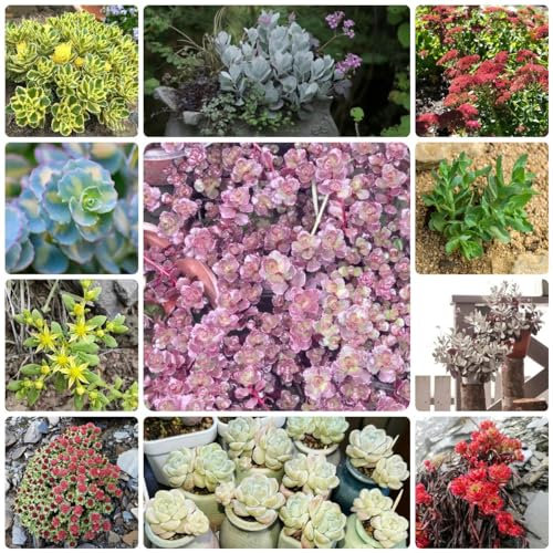 300 Piezas Semillas De Sedum Para Techos Verdes - Sedum Spectabile - Plantas Suculentas, Semillas De Bonsái, Mezcla De Semillas De Sedum, Plantas En Maceta Resistentes, Suculentas, Semillas