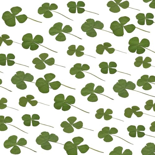 25 Stück Getrocknete Blumen, Vierblättriges Kleeblatt Echte Natürliche Gepresste Blumen für Kunsthandwerk, Schmuckherstellung