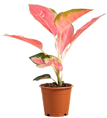 PLNTS - Aglaonema Pink Princess - Zimmerpflanze - Zimmerpflanzen, Pflanzen Echt, Nachhaltige Verpackung - 12cm Topf - Höhe 30cm - Direkt von der Gärtnerei