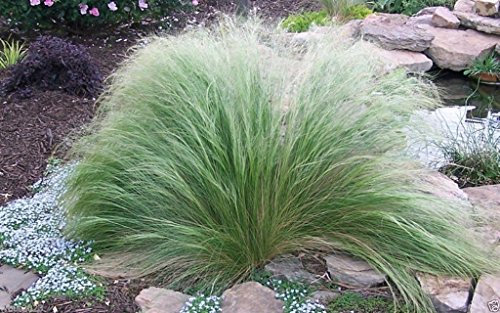 50-100 Samen Stipa tenuissima Seeds - Mexikanische Federgras, Stauden Ziergras: Only seeds