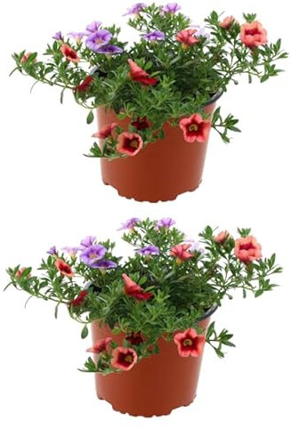 4 Clibrachoas Naturales Plantas con Flores que Llenarán de Vida y Color tus Macetas y Jardines