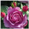 Rosen pflanzen winterhart (Hybridrose knollen) - Winterharte pflanzen für garten-1Pflanze-B