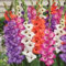 Gladiolen zwiebeln,winterharte,gladiolen knollen,gladiolenzwiebeln mehrjährig winterhart,pflanzen in Top Qualität,gladiolen blumenzwiebeln,gladiolen mehrjährig winterhart.-3 zwiebeln-D