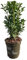 Gewöhnlicher Buchsbaum - Buxus sempervirens - Heckenpflanze - Blatt grün - 8 Pflanzen - 1 laufender Meter - immergrün - Topf 9cm Höhe 20-25cm
