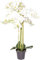 Nova-Nature künstliche Orchidee Bora (Orchideen Pflanze/Phalaenopsis) im schwarzen Kunststofftopf mit Rispen, Blättern und Luftwurzeln real Touch (Creme-weiß, ca. 110 cm / 8 Rispen)