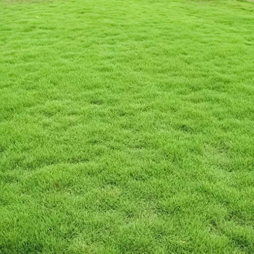 Benoon Semi Di Erba Verde, 1 Borsa Semi Di Erba Verde Resistente Al Calpestio Buona Resistenza All'ombra Builder Per Prato Stagionale Verde Scuro Per Parco Semi di erba verde