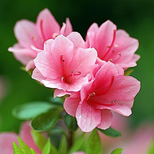 Luojuny Semillas de rododendro, 50 piezas/bolsa Semillas de rododendro Plantación fácil Arbusto de hoja perenne de crecimiento rápido Plántulas de bonsái de flor rosa para Parterre Semillas de