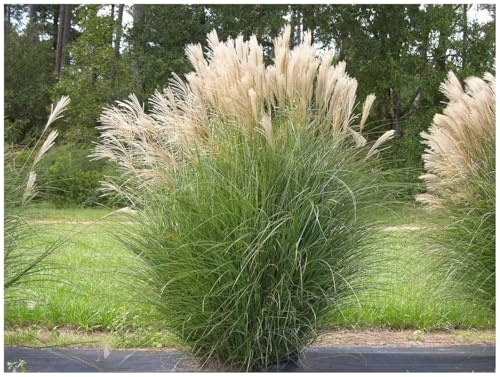 Stauden Gänge 1 x Miscanthus sinensis Chinaschilf winterhart | Hohes Ziergras für Sonne, Blüte September bis Oktober, mehrjährig, 1 L Topf (11x11 cm)