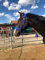 Halfter Kaltblut gepolstert| Halfter für Pferde xfull | mit Fleece | Halfter für Pferde schwarz | 2 Fach verstellbar (Royalblau, Warmblut)