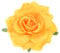 M METERXITY Pinza para el Pelo de Rosa, 4.33 Pulgadas Broche de Tela de Flores para Fiestas/Accesorios para el Pelo de Mujer, Horquillas de Flores para el Pelo [11cm, Amarillo]