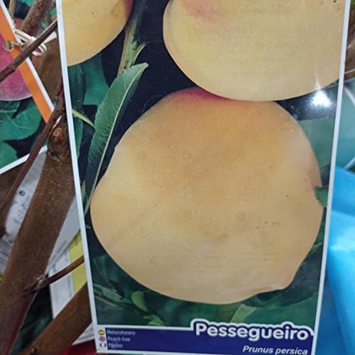 LA IBERICA Lot de 2 arbres fruitiers Mélocotons Jaune (1) Pêche Rouge (1)