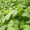 50 Stück Stevia Rebaudiana Sweetleafs Naturzuckerersatz Blumenpflanzensamen Gartensamen zum Pflanzen jetzt Stevia Rebaudiana-Samen