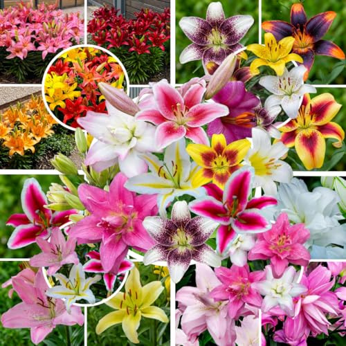 Sommerblumenzwiebeln Mix Winterhart Mehrjährig - 25 Zwiebeln | Sommerblumenzwiebeln-Mischung aus Holland, Gladiolen, Dahlien, Lilien und Calla, für Garten, Sommerblüher (kein Samen)
