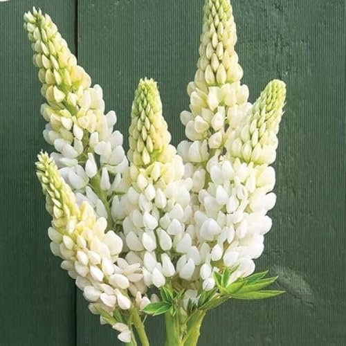 Russel Lupin Noble Maiden - 40 Seeds + freebie + Plant tag (Lupinus polyphyllus)