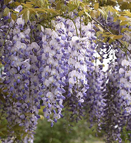 Chinesischer Blauregen 60-80cm - Wisteria sinensis