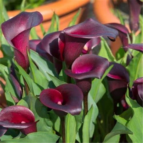 Calla pflanze knolle,Calla zwiebeln winterhart mehrjährig,Einfach zu züchtende Calla-Lilienzwiebeln für die Innendekoration-2knollen-C