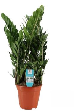 Zamioculcas - 65-75cm - Ø21cm - Plante d'intérieur - Vert persistant