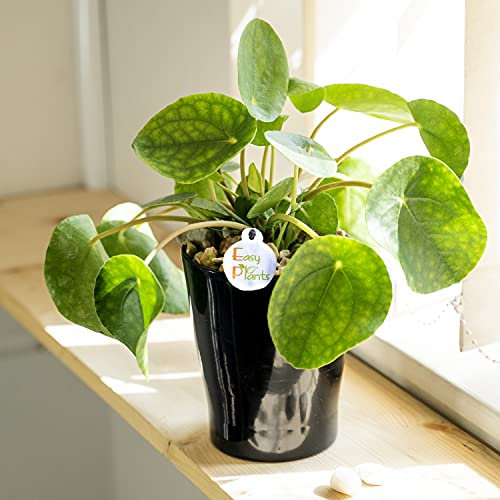 Pianta cinese per soldi (Pilea peperomioides) da interno dall'aspetto Morden in vaso di ceramica nera