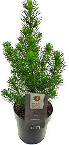 Weseler Kräuterparadies Lebender Weihnachtsbaum, Tannenbaum ca. 50cm hoch, mit Wurzelballen! Ideal für Innen und Außen, sehr dekorativ zur Adventszeit/Weihnachtszeit, replantierbar.