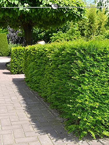 Nicht-Fruchtende Eibe Taxus Hillii 100-120 cm IM TOPF. 3 St. Eibe Sichtschutz
