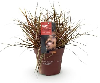 Ziergräser - Uncinia rubra Everflame - Rot - 4 Pflanzen - Immergrün - Wenig Pflege - 40-50cm - Ø17cm - Gartenpflanze